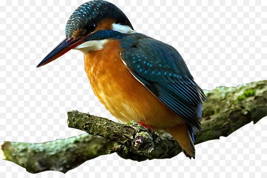 Pájaro，Kingfisher PNG