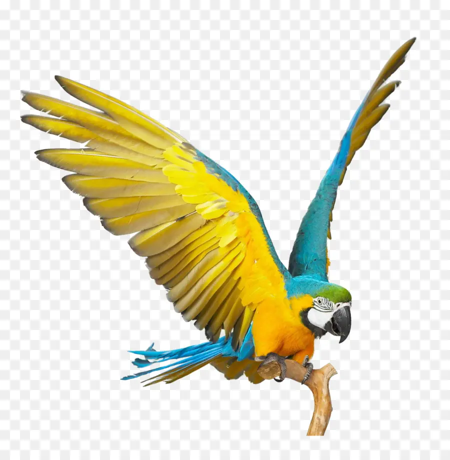 Loro，Vuelo PNG