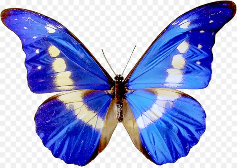 Mariposa，Libre De Contenido PNG