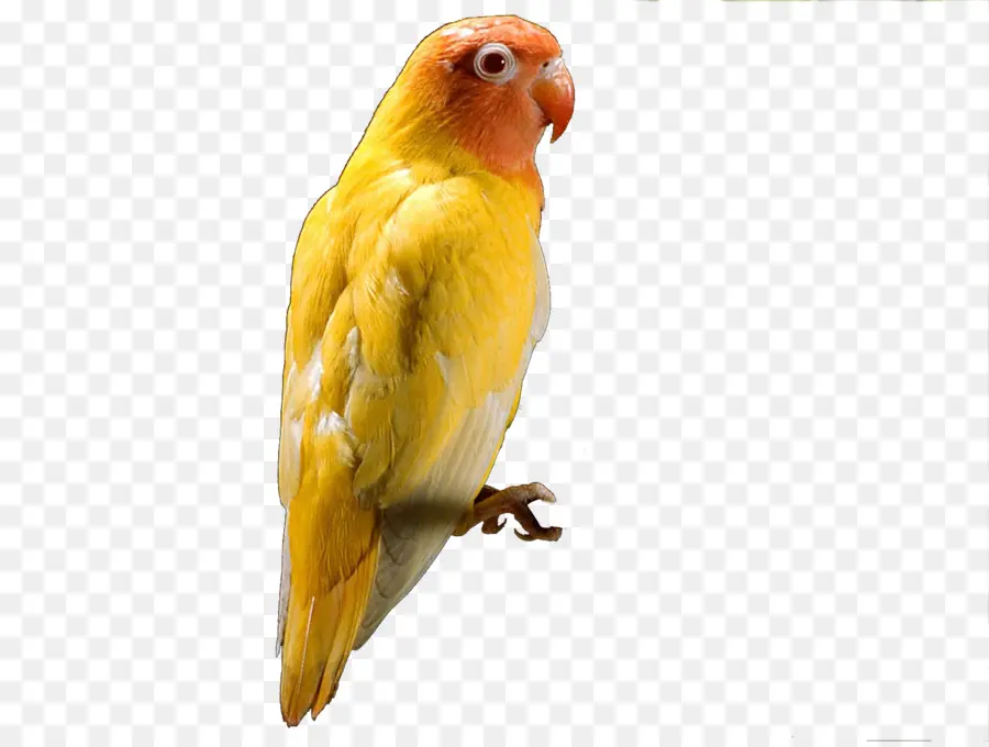 Loro Amarillo，Loro PNG