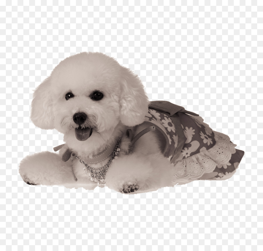 Formosa Perro De Montaña De Los，Cachorro PNG