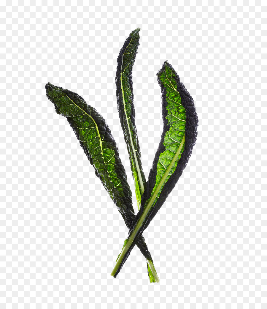 Hoja，Vegetal PNG