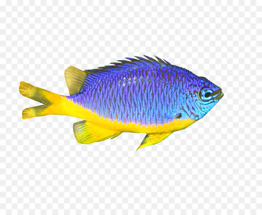 Descargar，Los Peces PNG