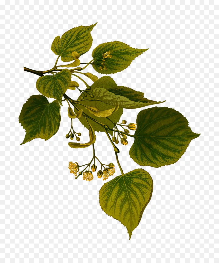 Tilia Cordata，Kxf6hlers Plantas Medicinales PNG