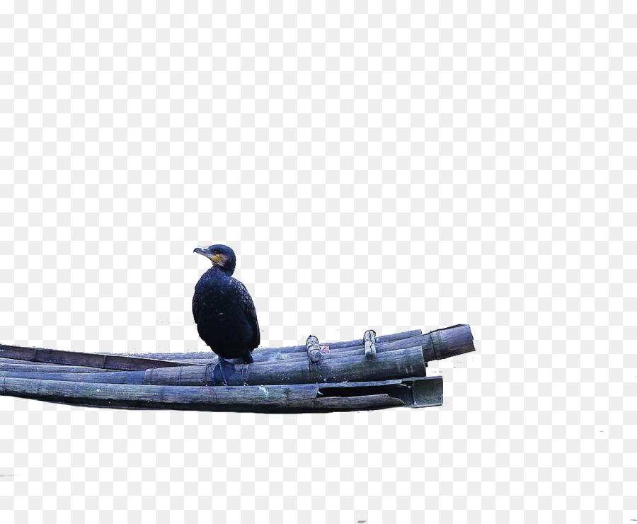 Pájaro，La Fotografía PNG