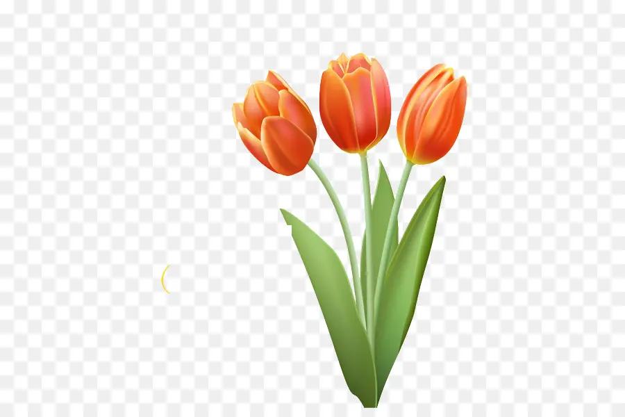 Tulipanes Coloridos，Ramo PNG