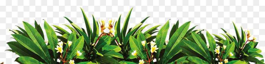 Plantas，Verde PNG