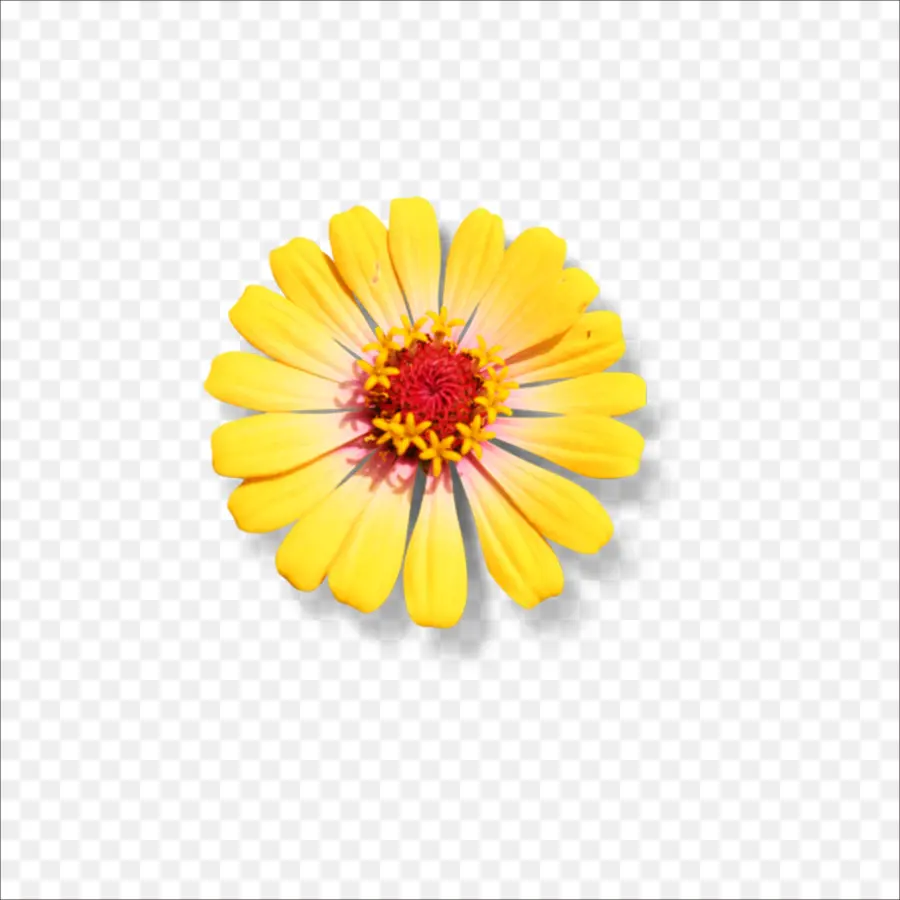 Flor，Crisantemo PNG