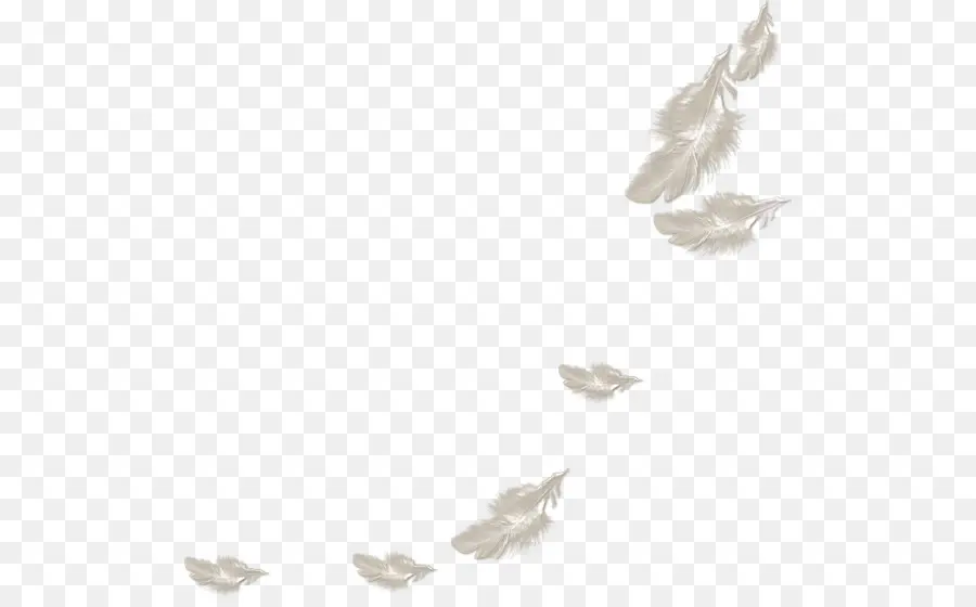 Pluma，Blanco PNG