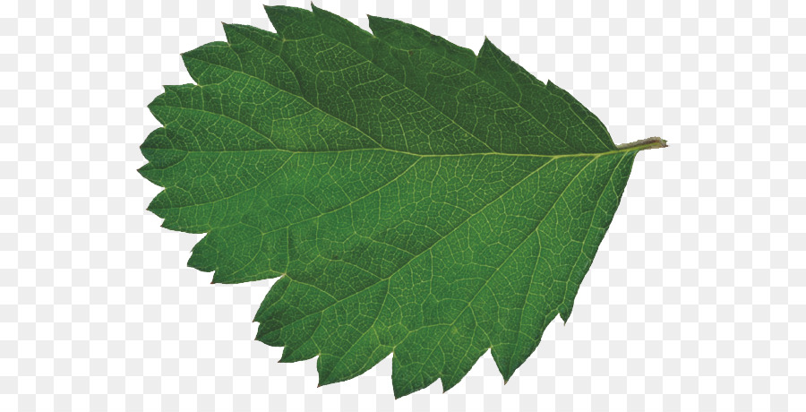 Hojas Verdes，Planta PNG