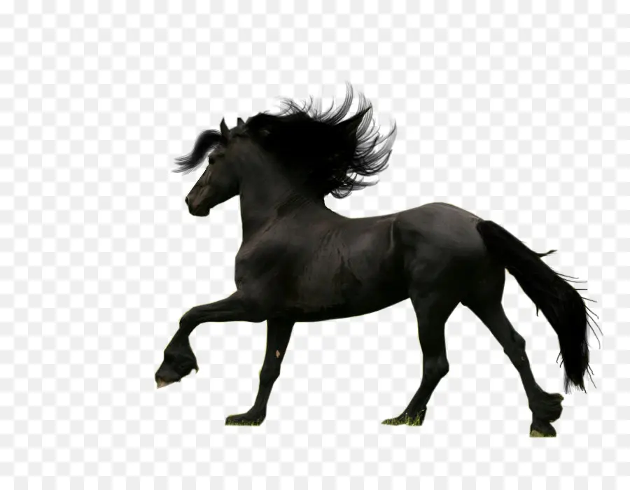 Caballo Negro，Correr PNG