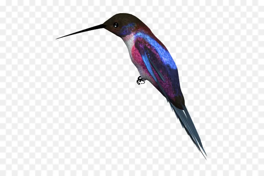 Colibrí，Pájaro PNG