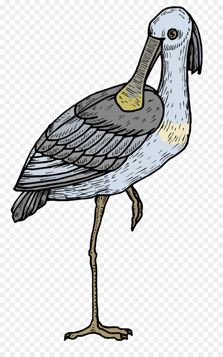 Pato，De Dibujos Animados PNG