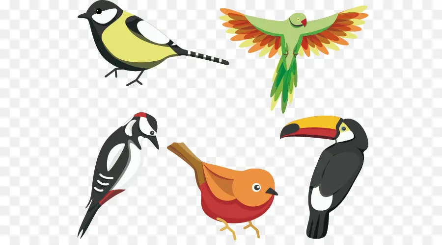 Aves，Loro PNG