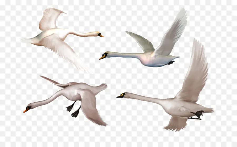 Cisnes Voladores，Cisnes PNG