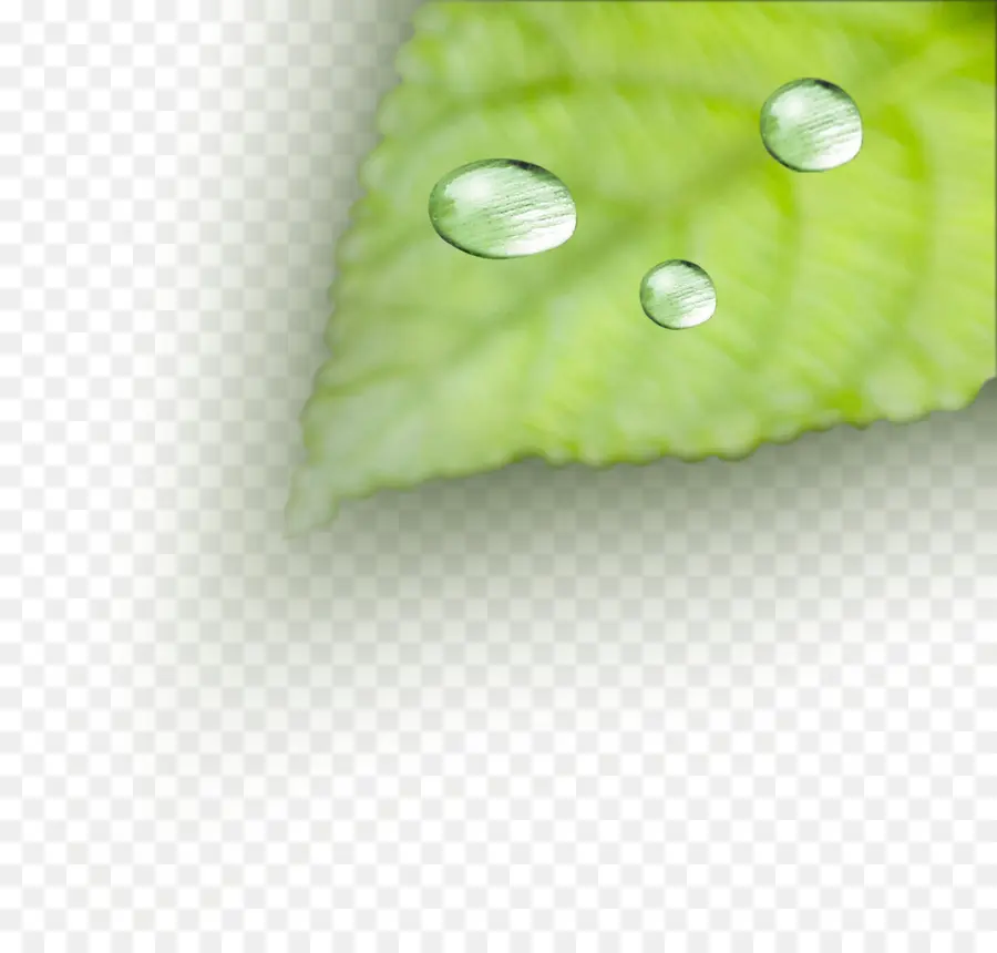 Hoja Verde Con Gotas De Agua，Hoja PNG