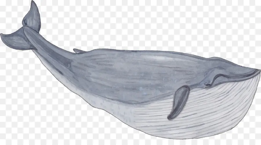 Balaenidae，Ballena PNG