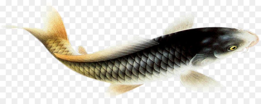 La Fauna，Los Peces PNG