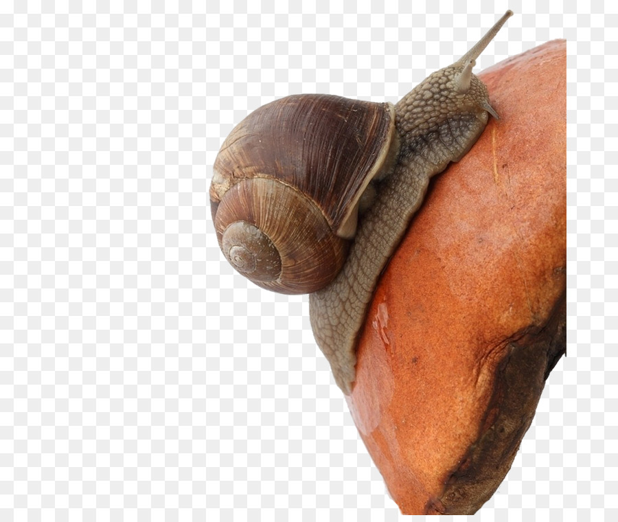 Caracol，Descargar PNG