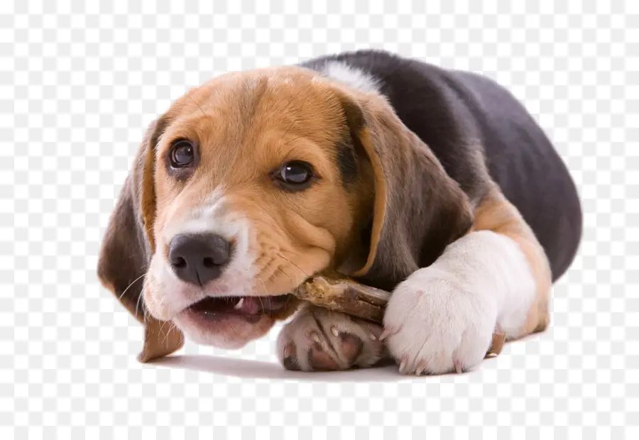 Beagle，Cachorro PNG