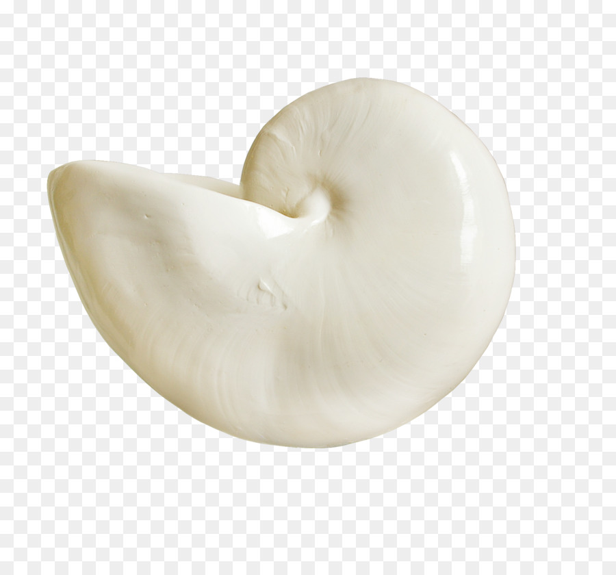 Caparazón，Blanco PNG