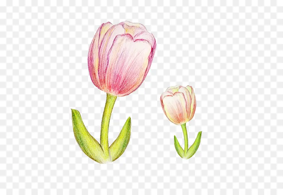 Tulip，Pintura PNG