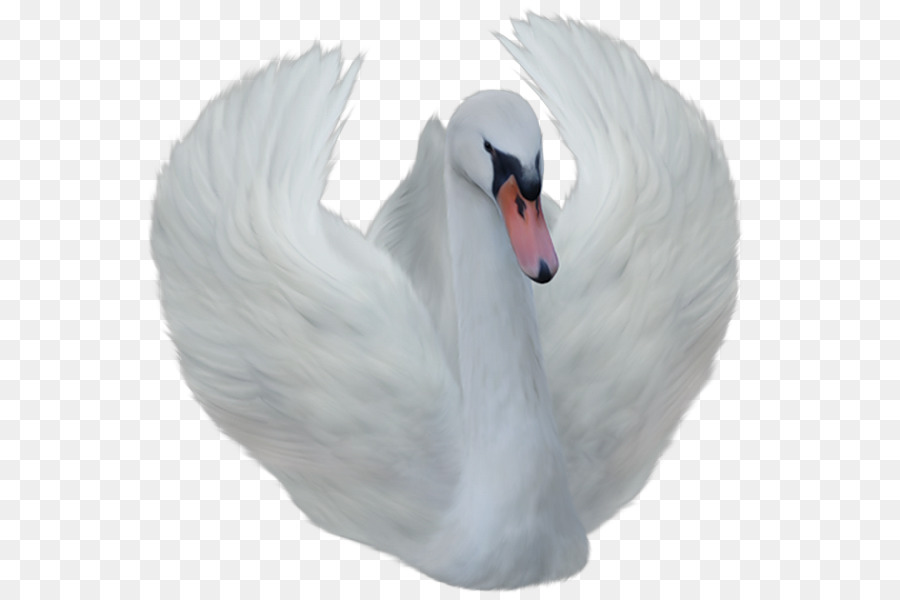 Cisne，Pájaro PNG