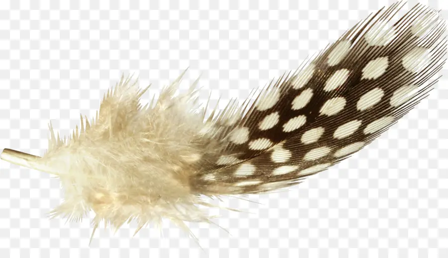 Pluma，Software PNG