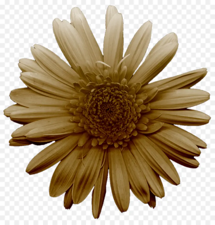 Flor，Blog PNG