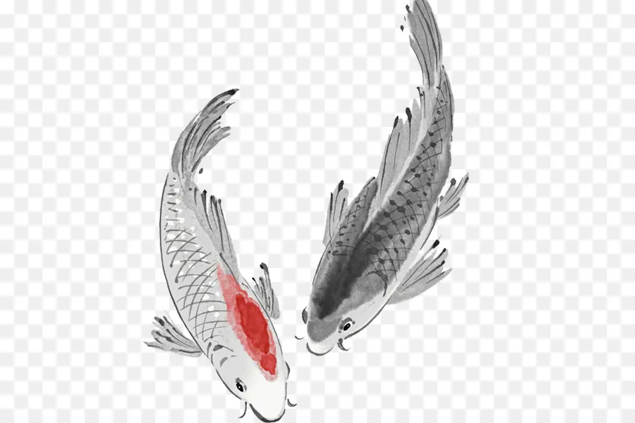 Koi，Carassius Auratus PNG