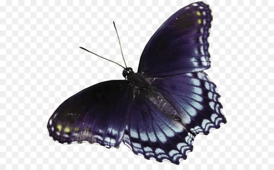 Mariposa，Azul PNG