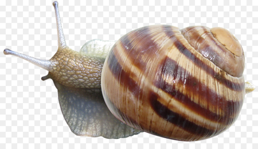 Caracol，Descargar PNG