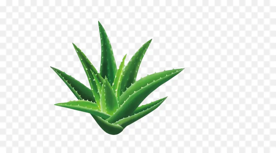 Aloe Vera，Suplemento Dietético PNG