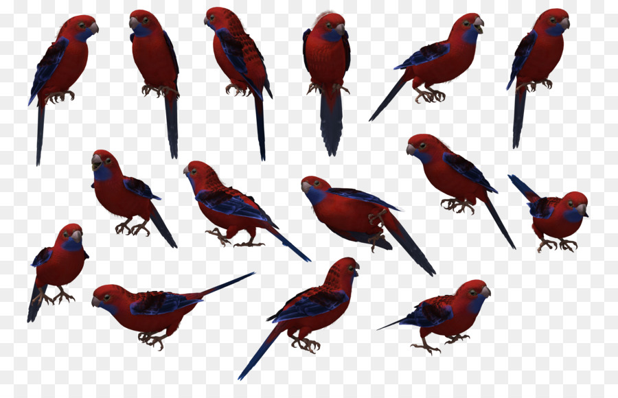 Loros Rojos Y Azules，Plumas PNG