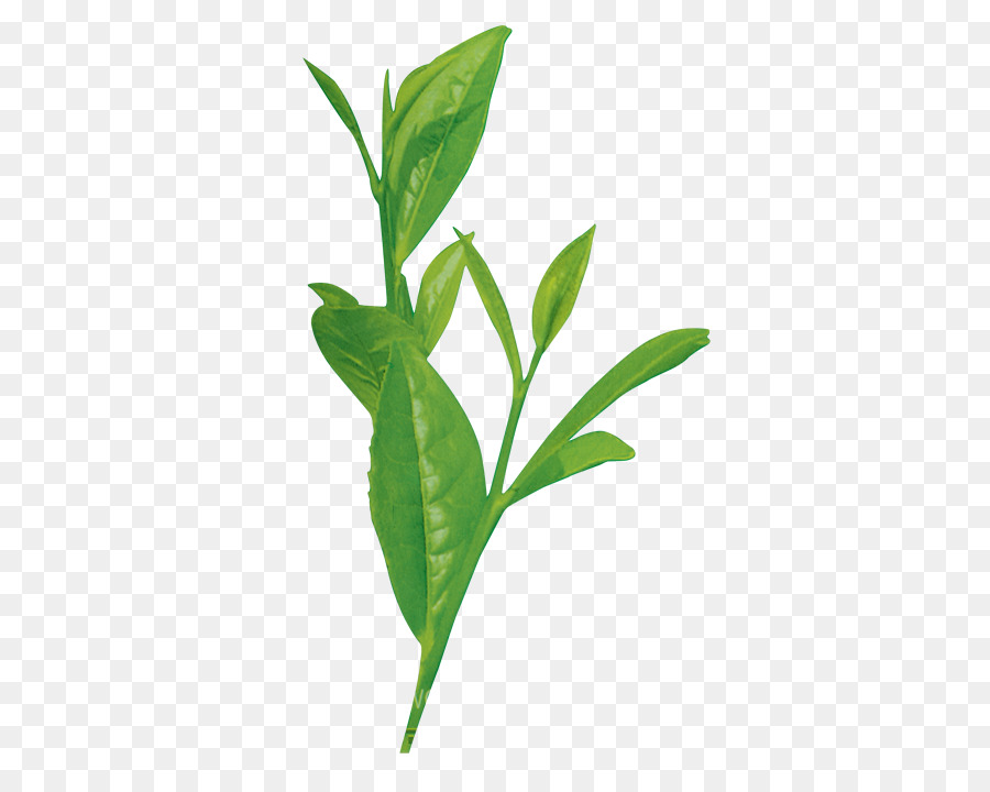 Hojas Verdes，Naturaleza PNG