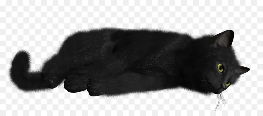 Gato，Gatito PNG