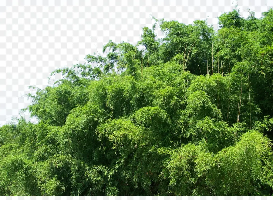 Bambú，Bamboe PNG