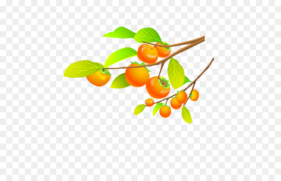 Mandarina，Caqui PNG