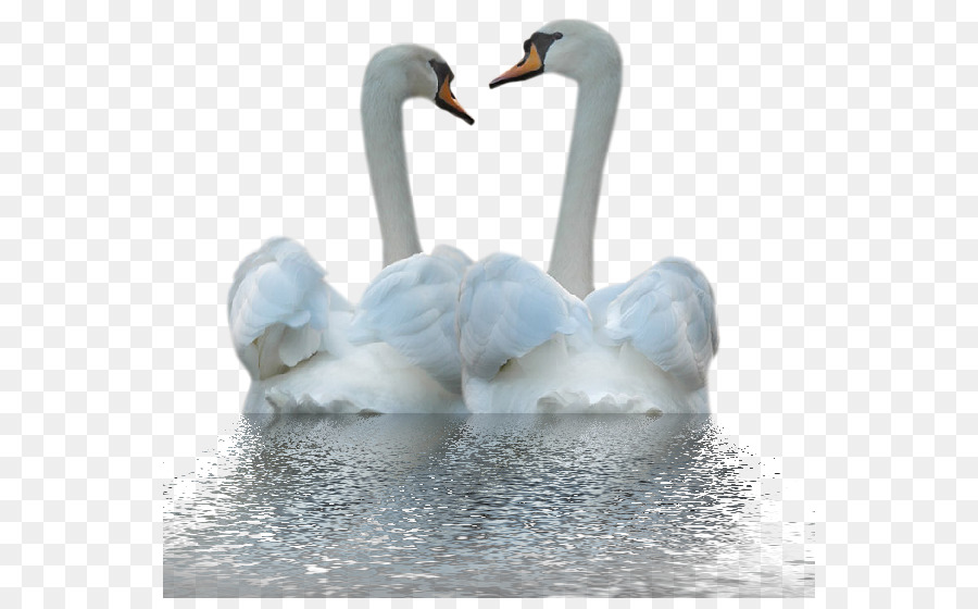 Cisnes，Agua PNG