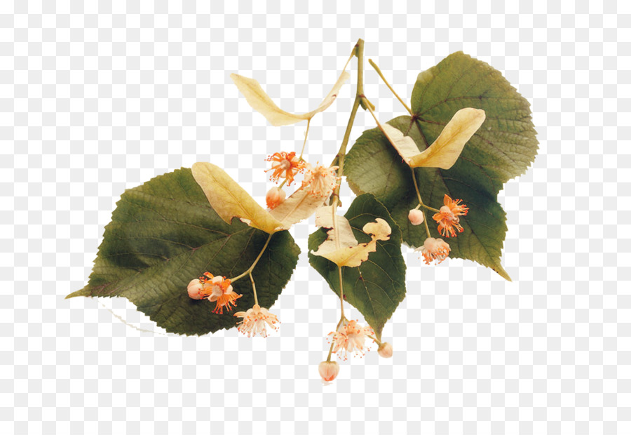 Tilia Platyphyllos，Una Fotografía De Stock PNG