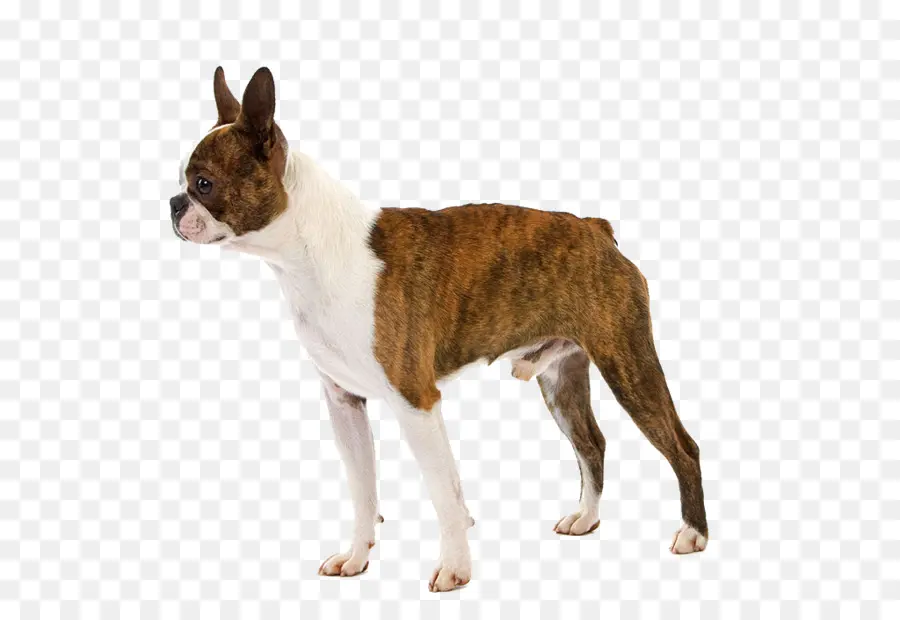 Boston Terrier，Cachorro PNG