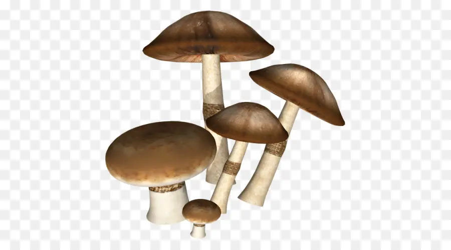 Hongos，Bosque PNG