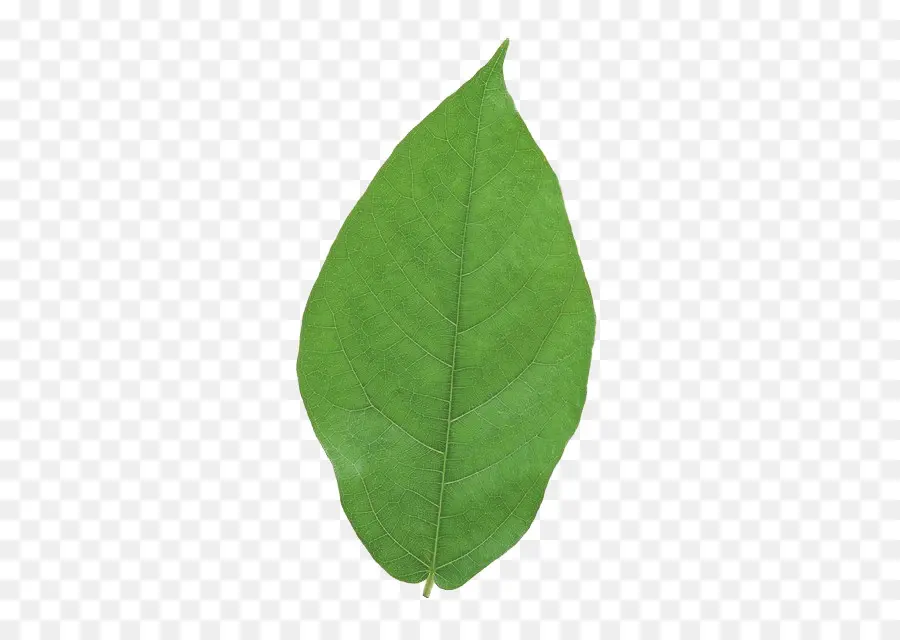 Hoja，Verde PNG