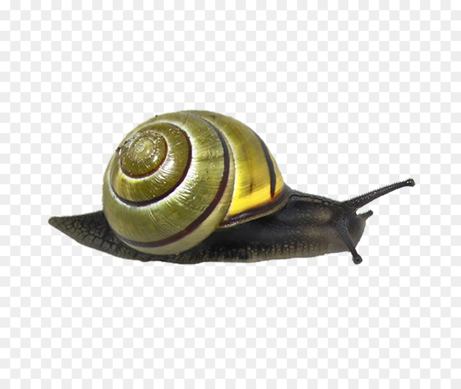 Caracol Marrón，Caparazón PNG