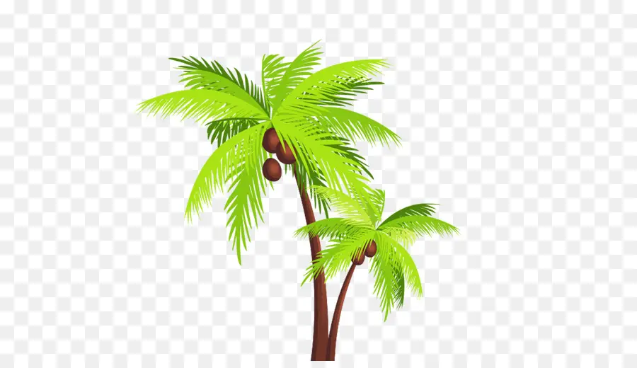 Coco，Arecaceae PNG