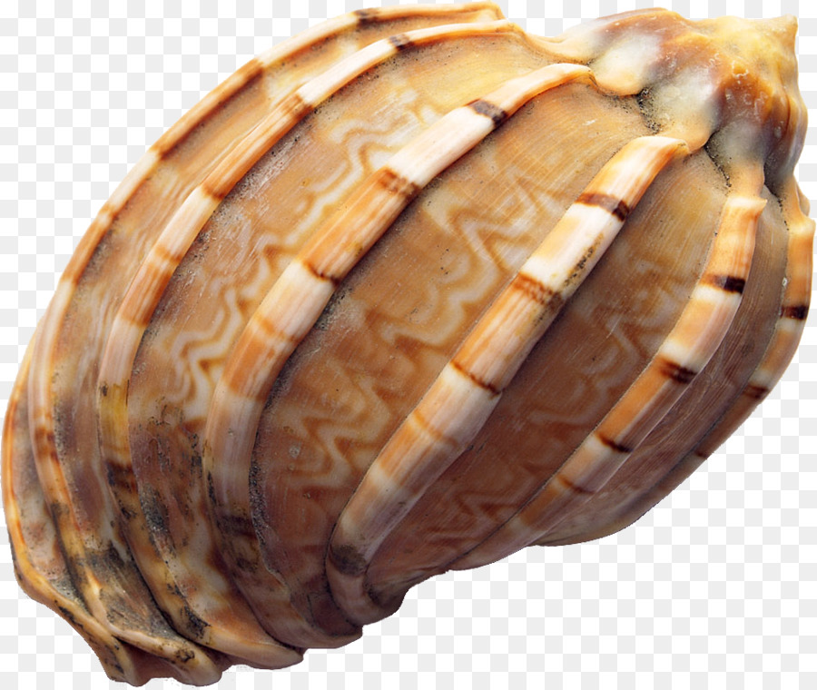 Concha，La Concha PNG