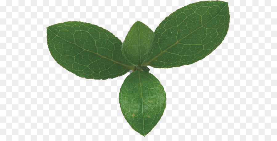 Hoja，Verde PNG