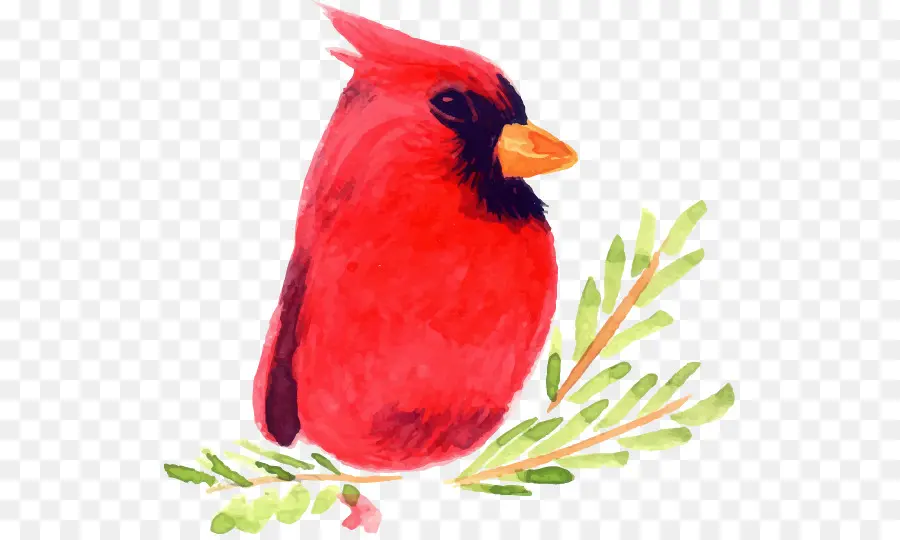 Pájaro Rojo，Cardenal PNG