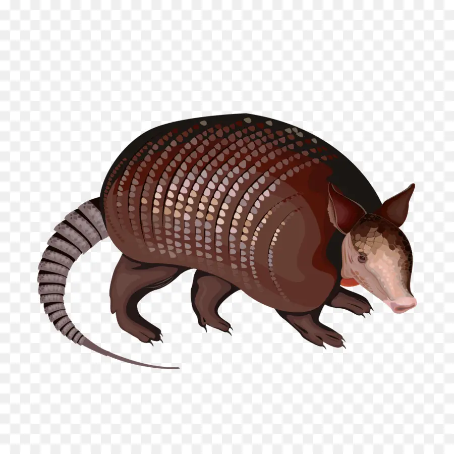 Armadillo，Fauna PNG