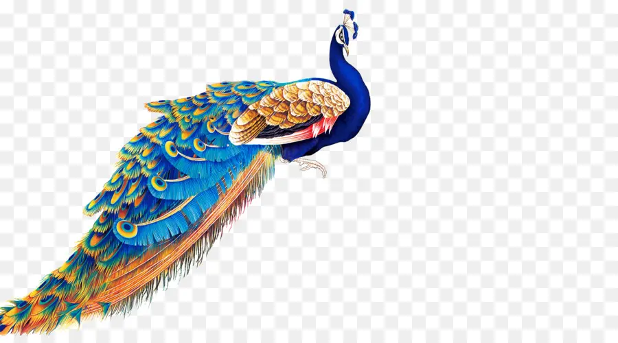 Pavo Real，Postscript Encapsulado PNG